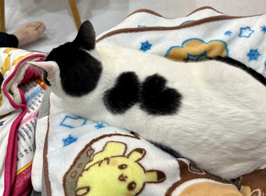 【1万いいね】背中の模様が2つのハートに見える猫ちゃんが話題！可愛いお顔にも注目