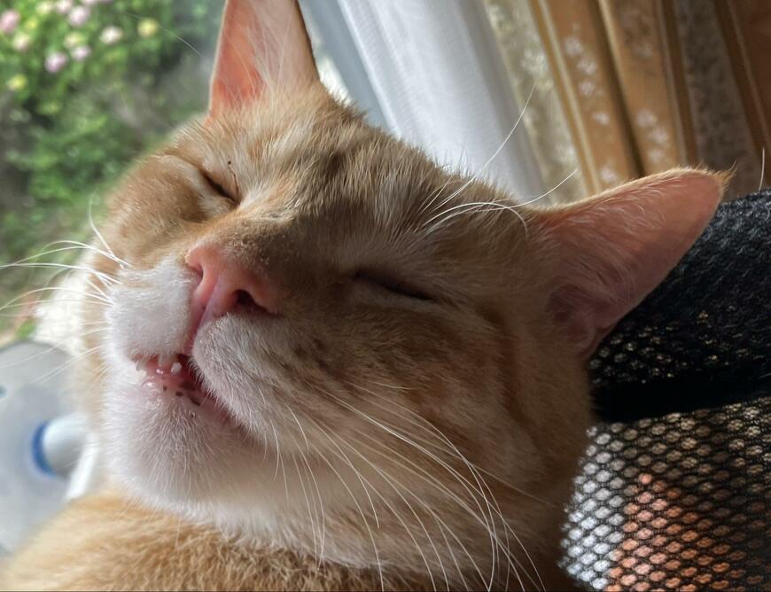 出所：@Beercat_Ana_Dar