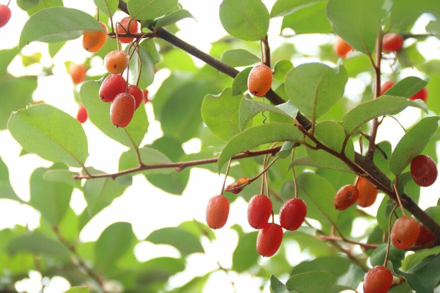 Hana-Photo/istockphoto.com