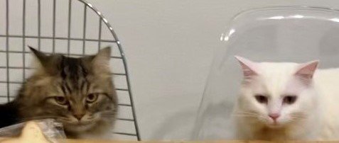 出所：@meltube_cat