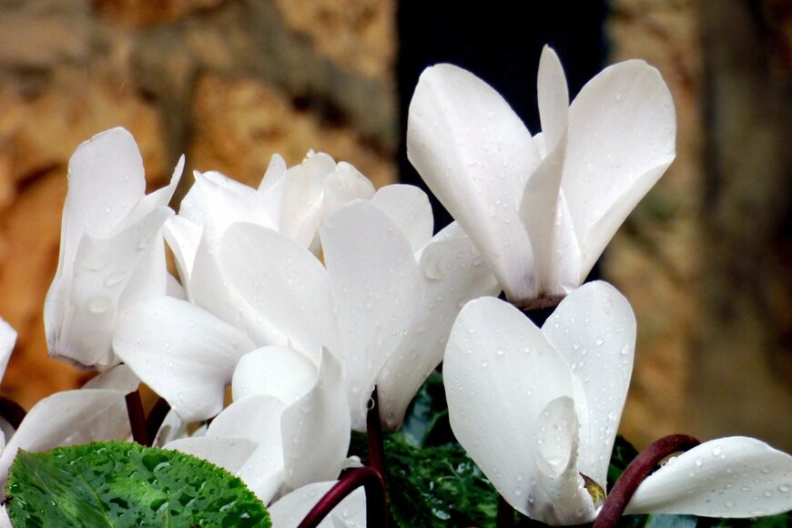 Mollie Wilson/shutterstock.com