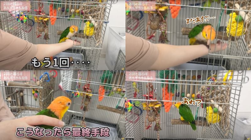 出所：@anz_omomiri