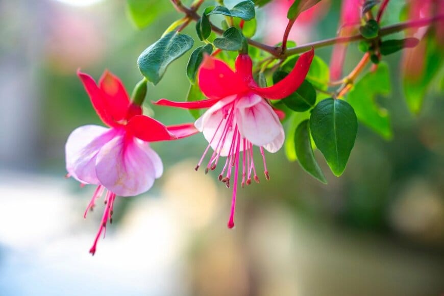 Huy Thoai/shutterstock.com