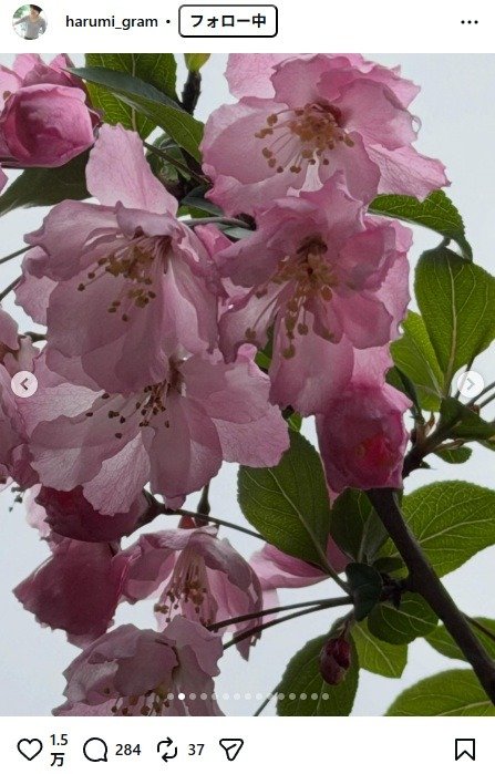 出所：栗原はるみのInstagram（＠harumi_gram）　参照日：2026年4月3日