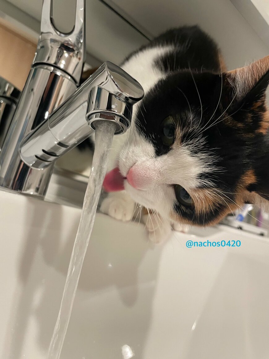 出所：@nachos0420