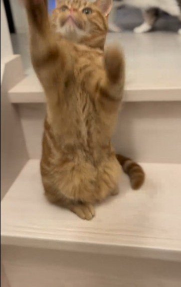 出所：@mocchinokimochi