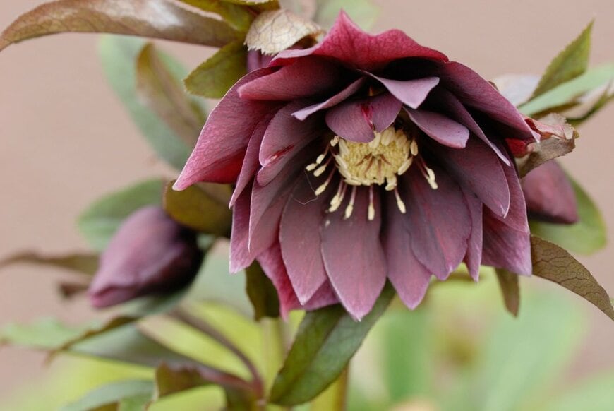 Walter Erhardt/shutterstock.com