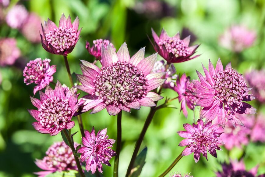 【ガーデニング】GWで見つけたいオススメの花6選！野趣あふれる花姿で夏庭をオシャレに