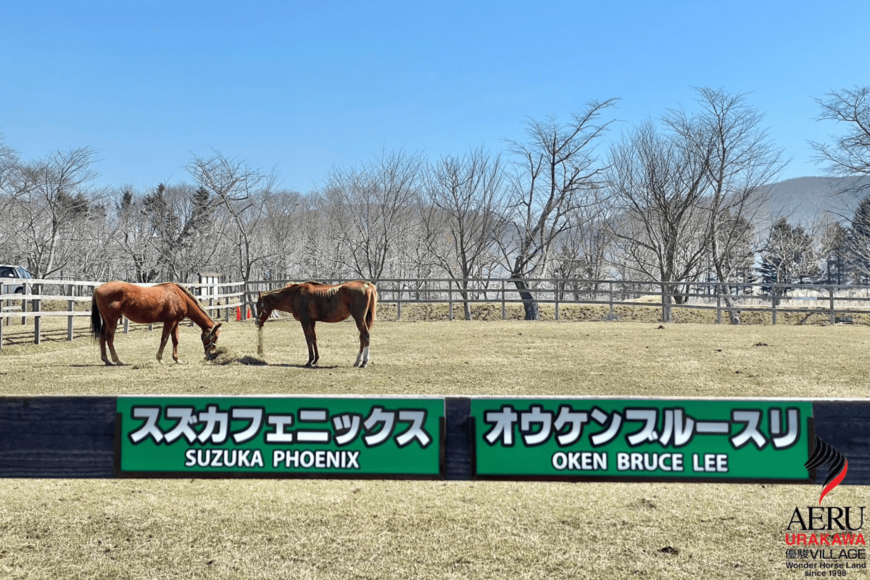 同じ放牧地で暮らすことになった「オウケンブルースリ」と「スズカフェニックス」　放牧初日のかわいらしい様子にほっこり