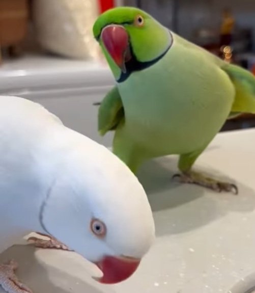 【ペロリするインコ】「かまって欲しさに、つい...」思わずお友だちを「ペロリ」してしまうインコが大胆過ぎる！