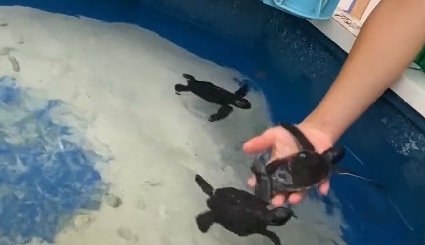 出所：@umigamekouen