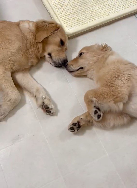 出所：@pu_channeldesu