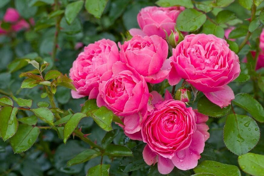 栽培歴30年ガーデナーおすすめ【長く咲くバラ】花もちがいい品種5選＆春の「芽かき」時期と方法