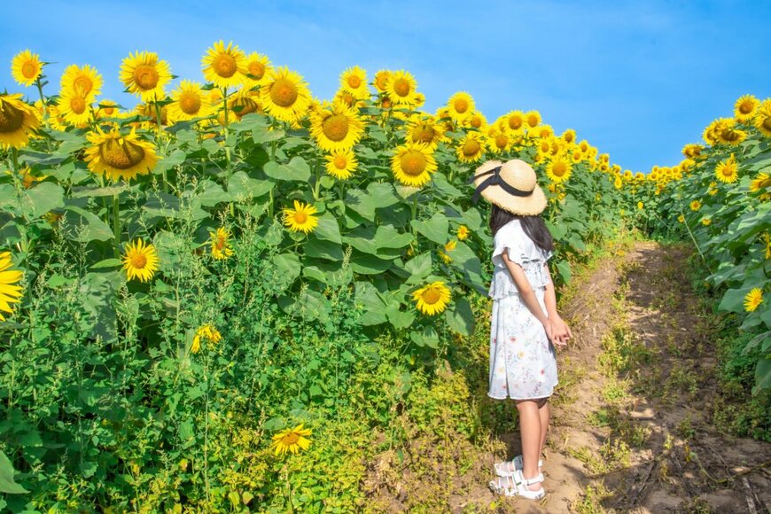 厚生年金「月15万円以上」 割合は何パーセントか。平均受給額は14万3965円