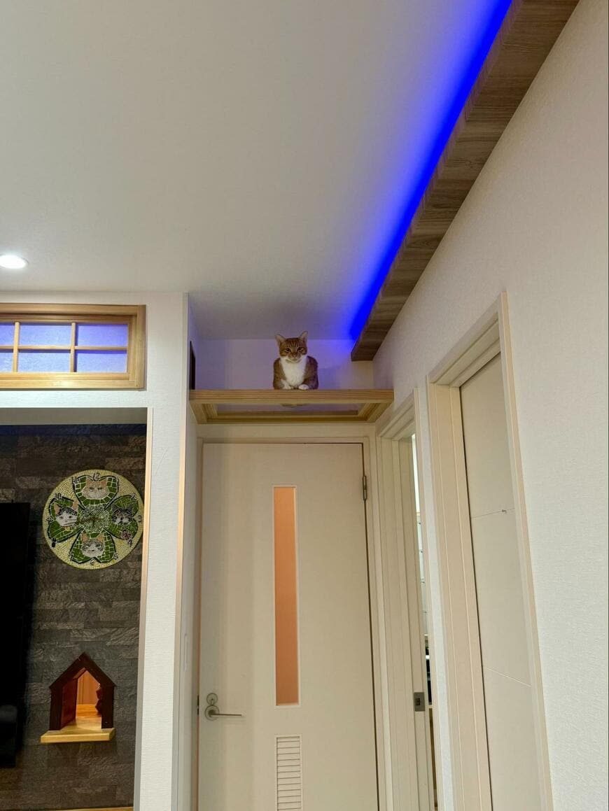 天井付近で座る猫　その姿をよく見ると……まさかの「形」に笑ってしまう