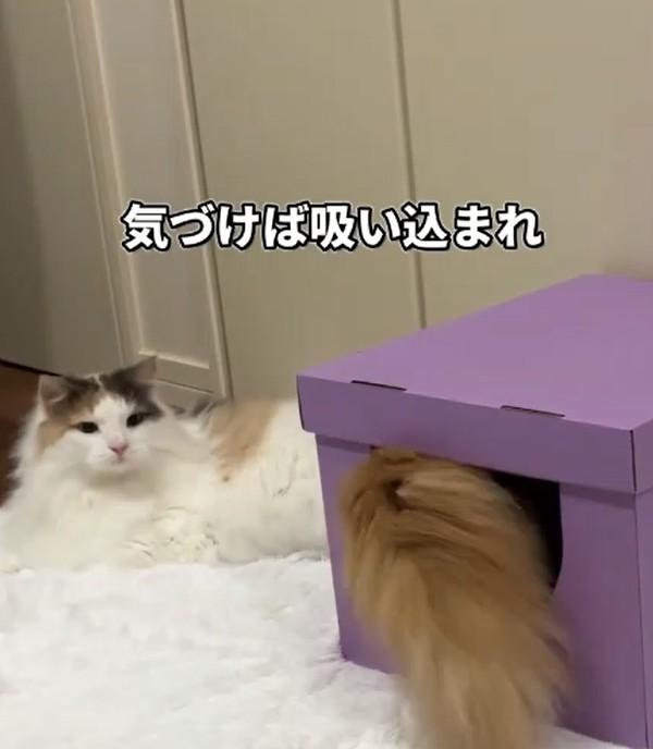 出所：@cat.kinakomochi