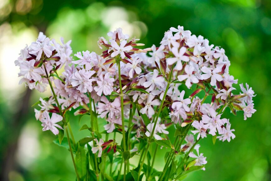 サポナリア　　Snowbelle/shutterstock.com