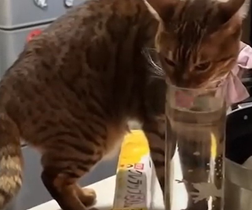 出所：@Beercat_Ana_Dar