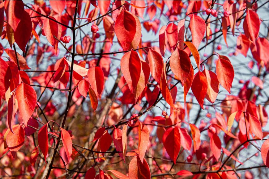 DUOTONE/shutterstock.com