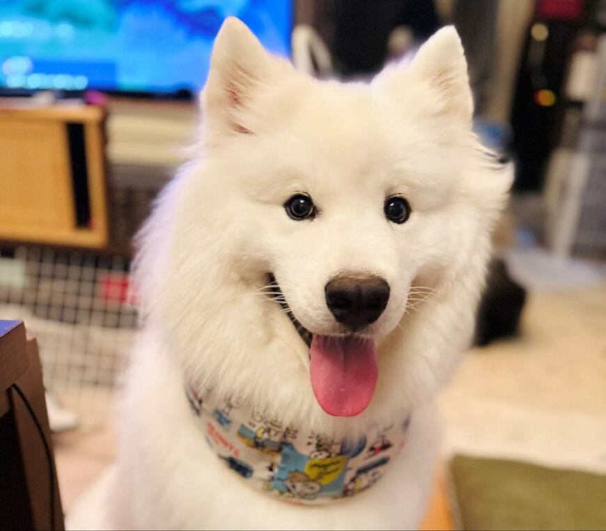 出所：@samoedsoran