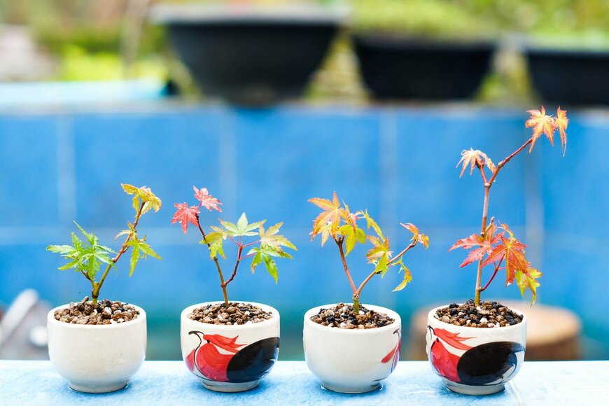 JIMKOJI/Shutterstock.com