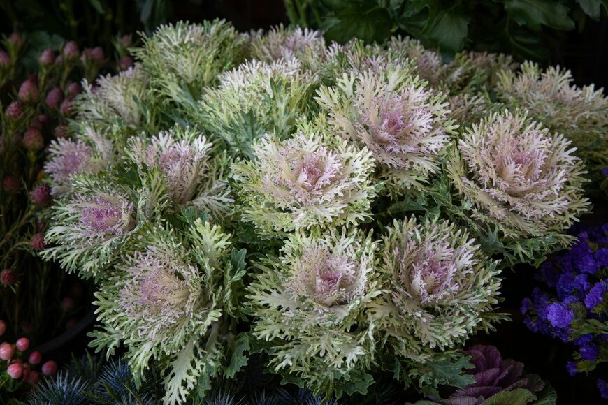 Victoria Kurylo/Shutterstock.com