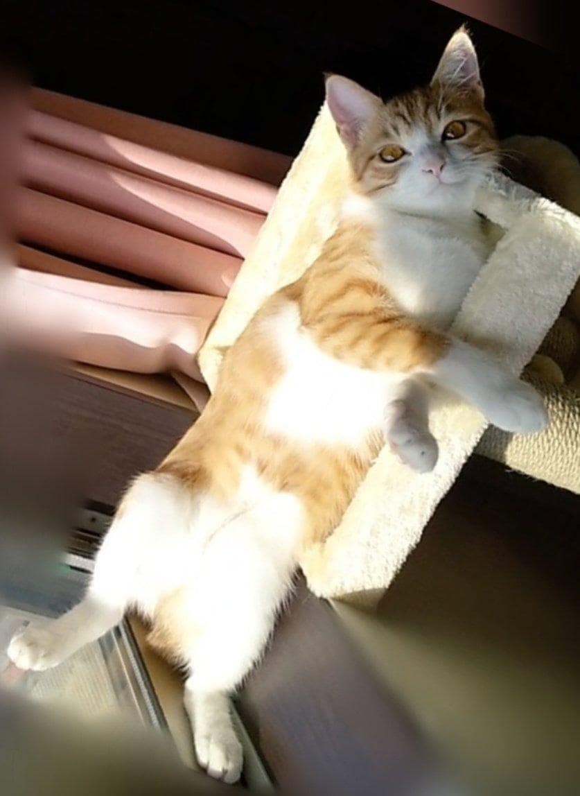 出所：@mero627puri914 