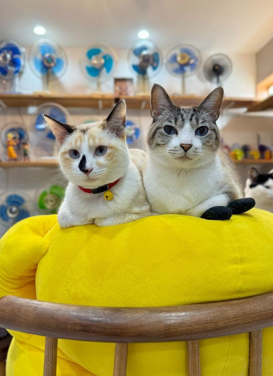 出所：@omochi_nam01