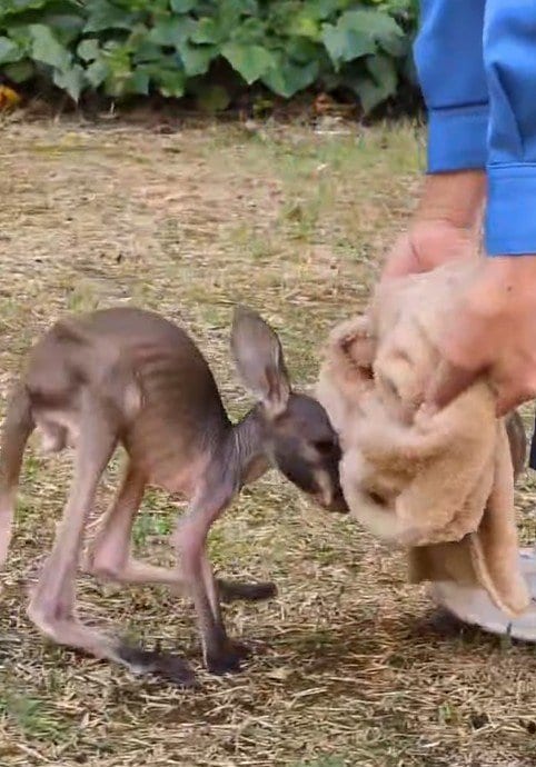 提供：愛媛県立とべ動物園