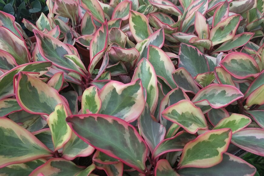 ペペロミア（sharohyip/Shutterstock.com）