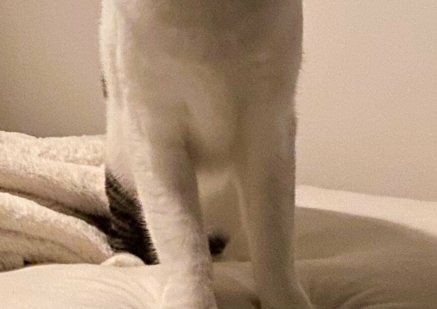 出所：@Saeroyi_cat