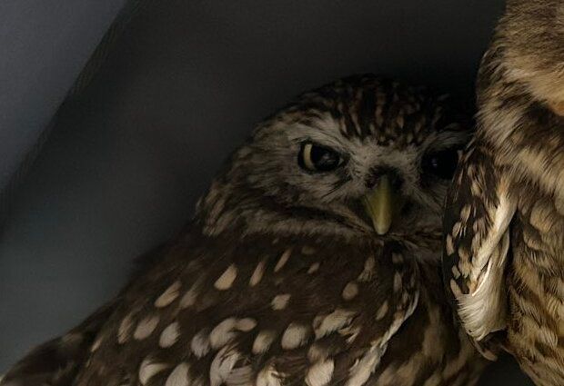 出所：@chimaki_anahori