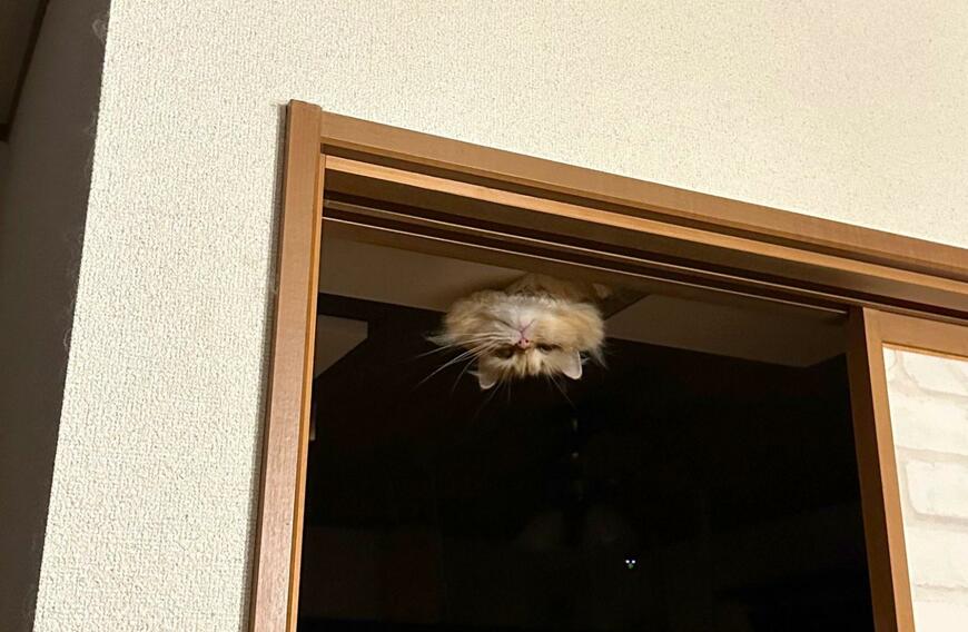 出所：@NEKOLAND13