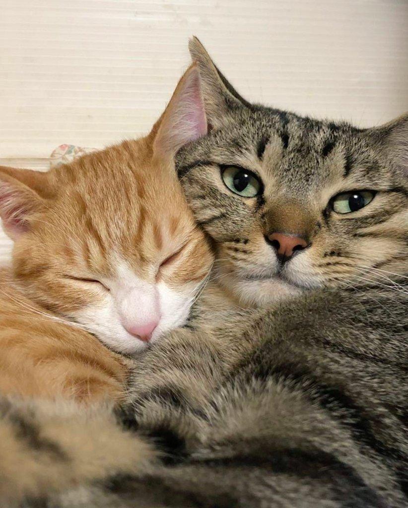 出所：@mero627puri914