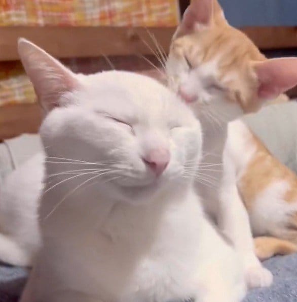 大好きな先輩を毛づくろいする子猫　だんだん目が開いて…まさかのオチに爆笑