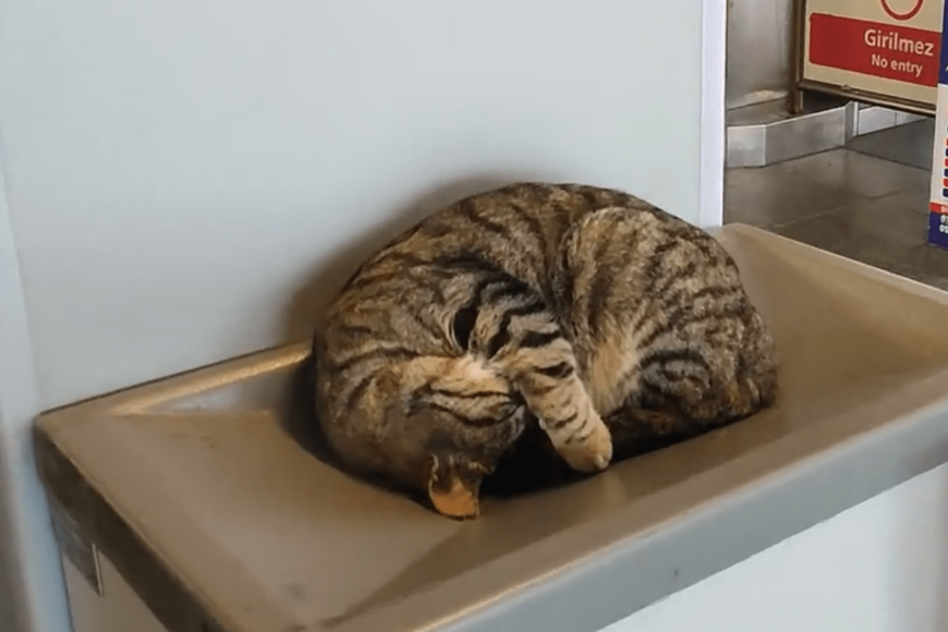 トルコ・イスタンブールで目撃された「ぐっすり眠る猫」　撮影場所に驚き…