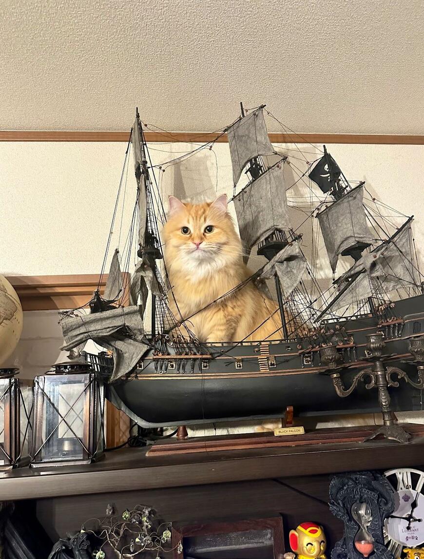 猫がいないと探し回った結果に13万いいね　「海賊王に、俺はなる！」