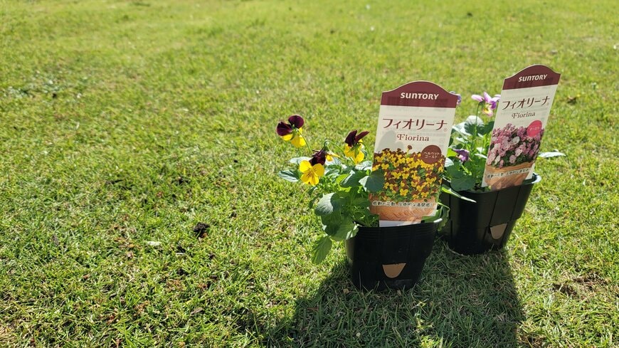 販売されているフィオリーナは一般的なビオラと同じサイズの著者撮影写真