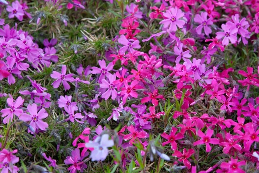 ピンクやうす紫色の花を咲かせている、シバザクラ