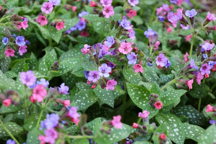 ピンクと紫の花を咲かせているプルモナリア。葉は水玉模様