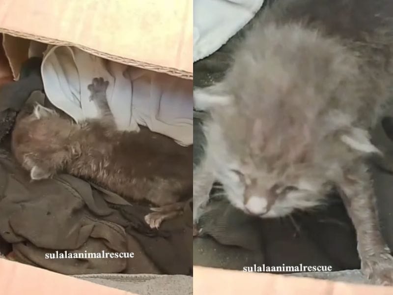 出所：<u><a href="https://www.instagram.com/p/DbQhj3-otTK/" target="_blank">@sulalaanimalrescue</a></u>