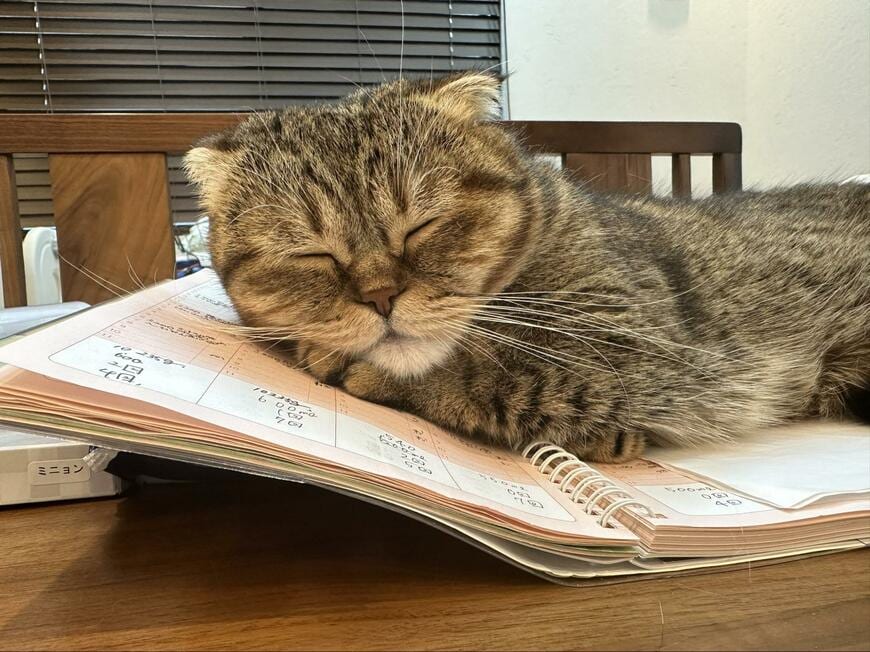 ノートの上で眠る猫