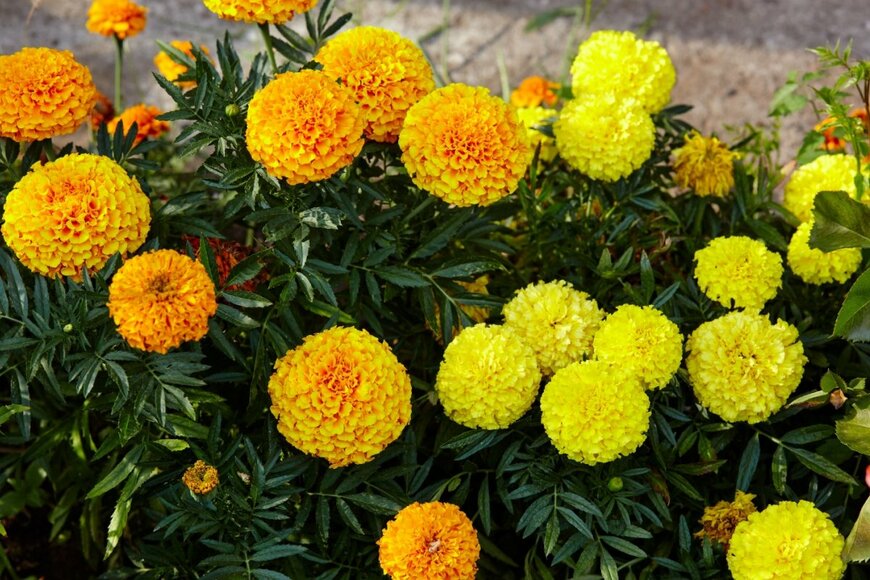 黄色とオレンジのマリーゴールドの花が咲いている