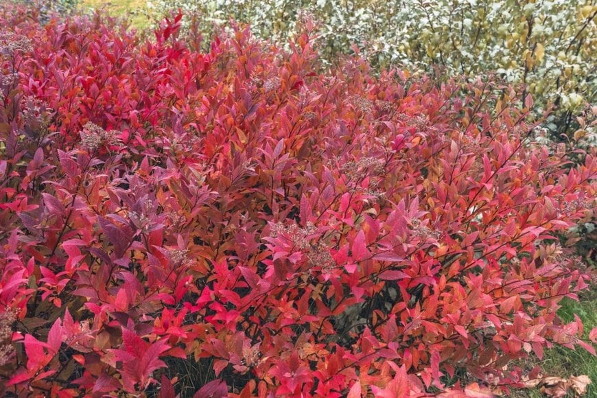 赤く紅葉しているシモツケの葉