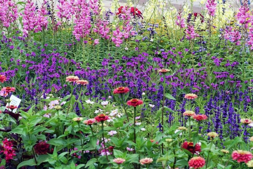 青い花とピンクの花が一面に咲いている