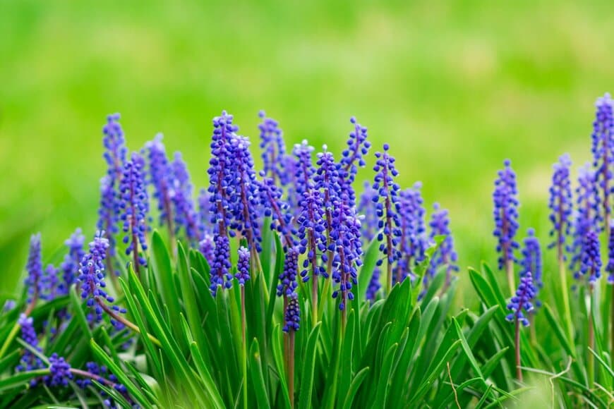 青い花を咲かせている、ムスカリ