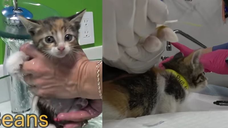 出所：<u><a href="https://www.youtube.com/watch?v=I6qnYNi-rKg" target="_blank">@hopeforpaws</a></u>