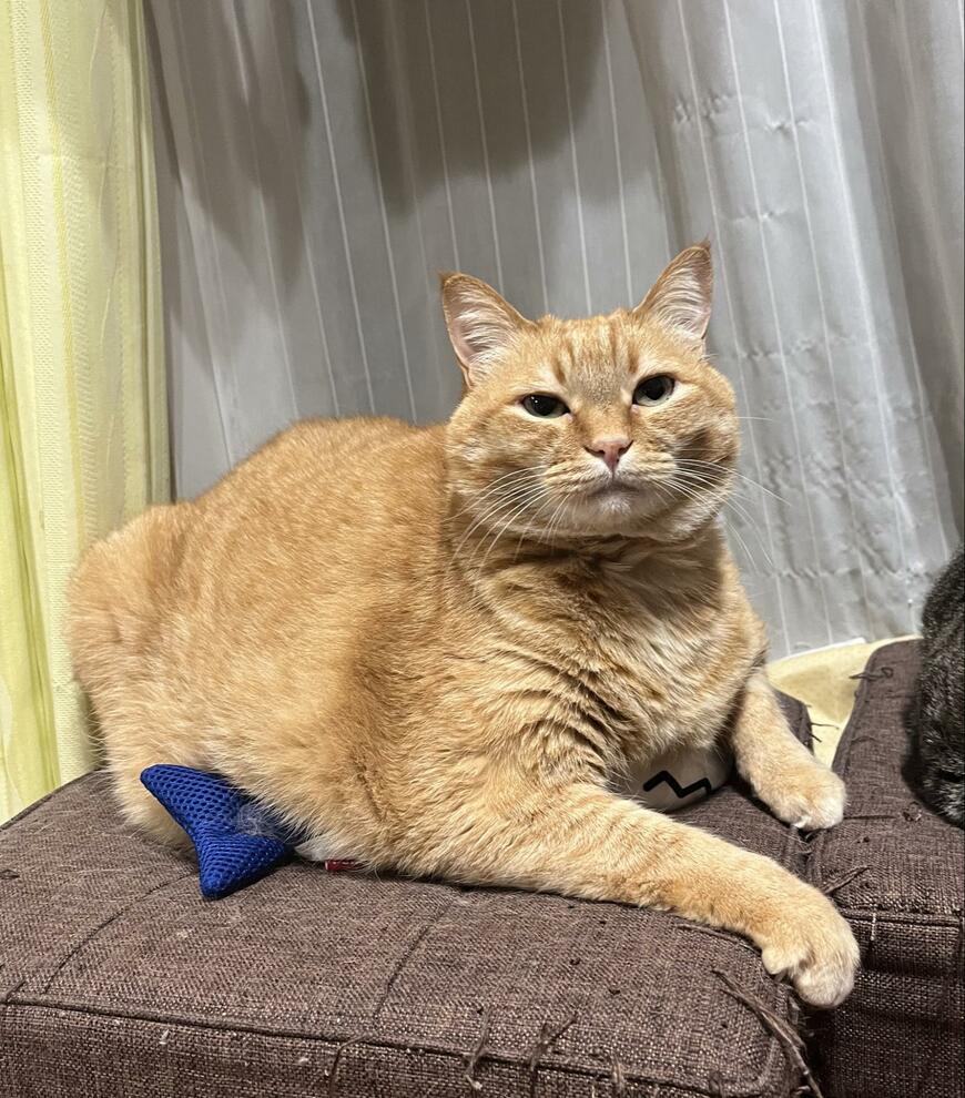 ぬいぐるみを隠す猫