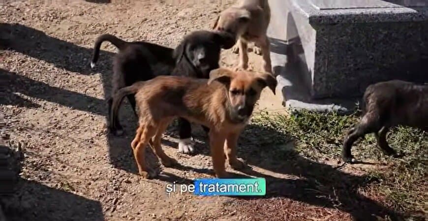墓地の敷地内で身を寄せ合いながら歩く子犬たち