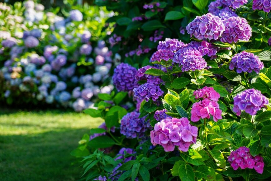アジサイの低木。花の色は紫